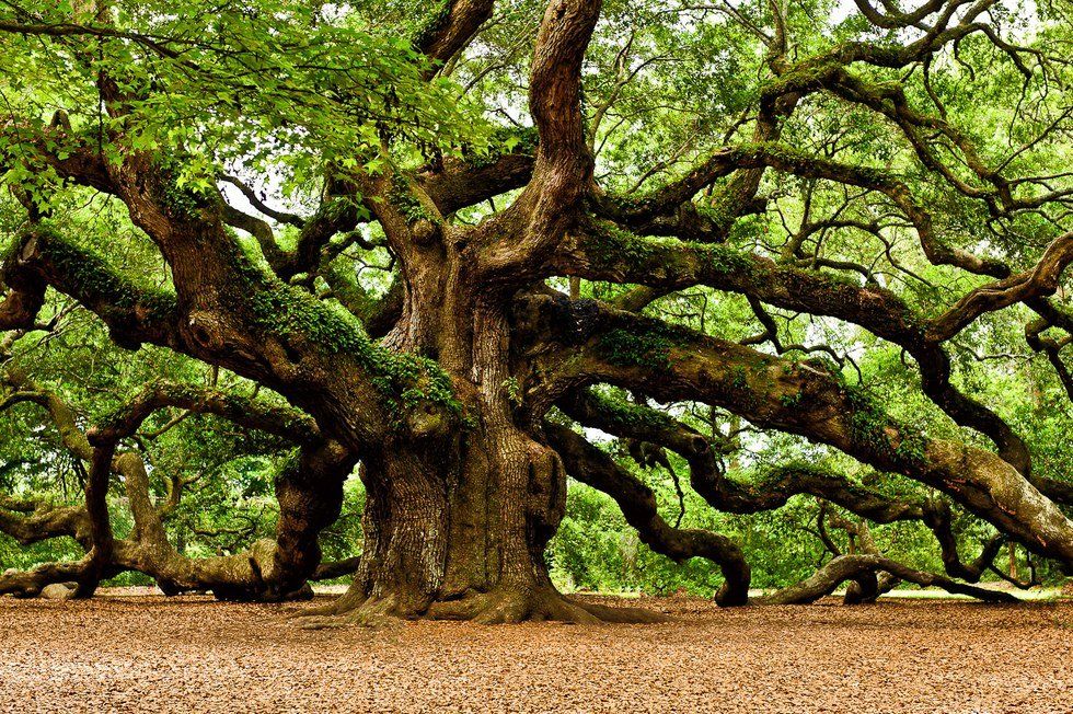 The Mighty Oak