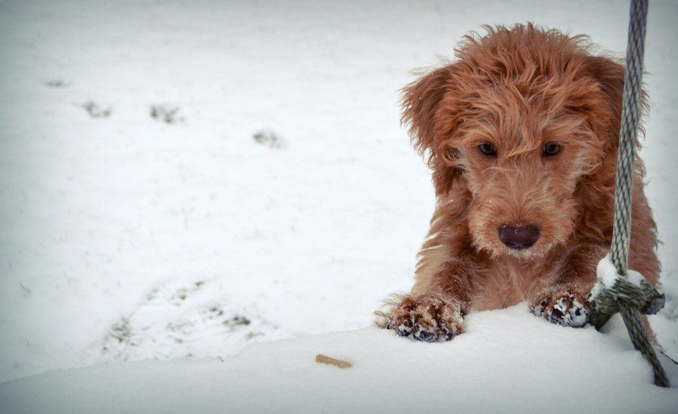 10 Problems With Playful Puppies