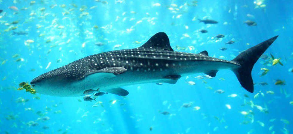 A Real Life Encounter With A Whale Shark