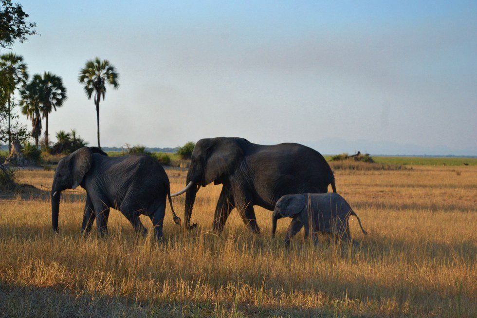 Elephant Pants And The White Savior Complex