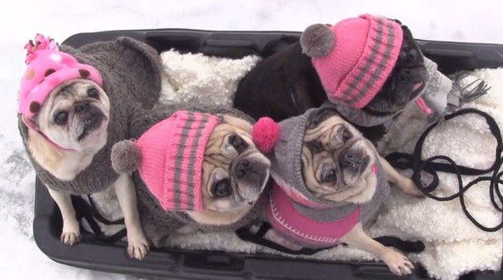 Snow Days In College, As Told By Pugs