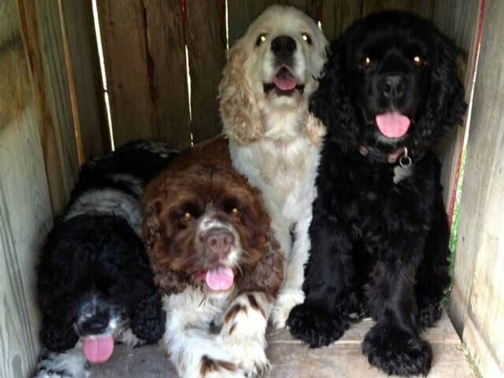 17 Reasons Why Cocker Spaniels Are The Best Dogs