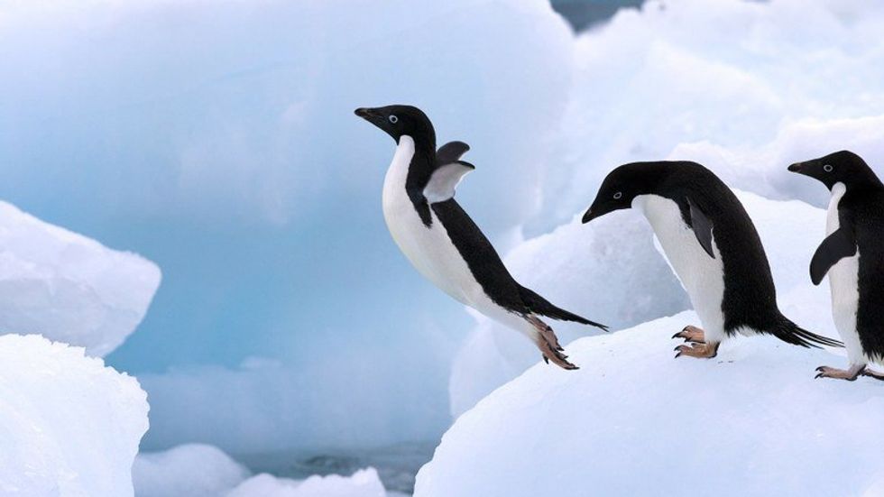 6 True Facts About Penguins