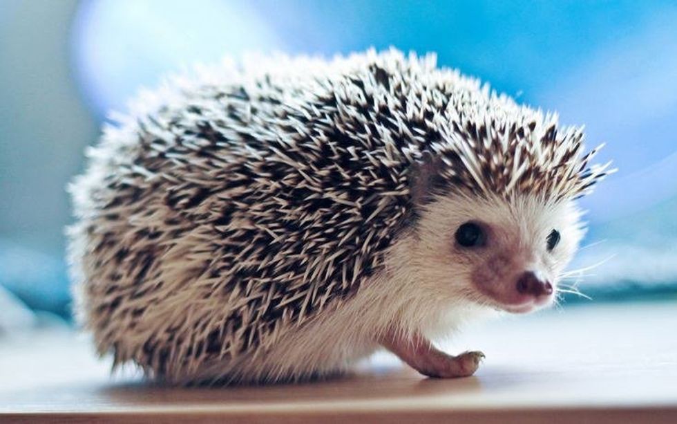 Why A Hedgehog Would Be The Best Pet