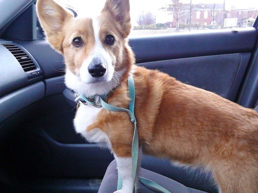 When You Are Too Corgi