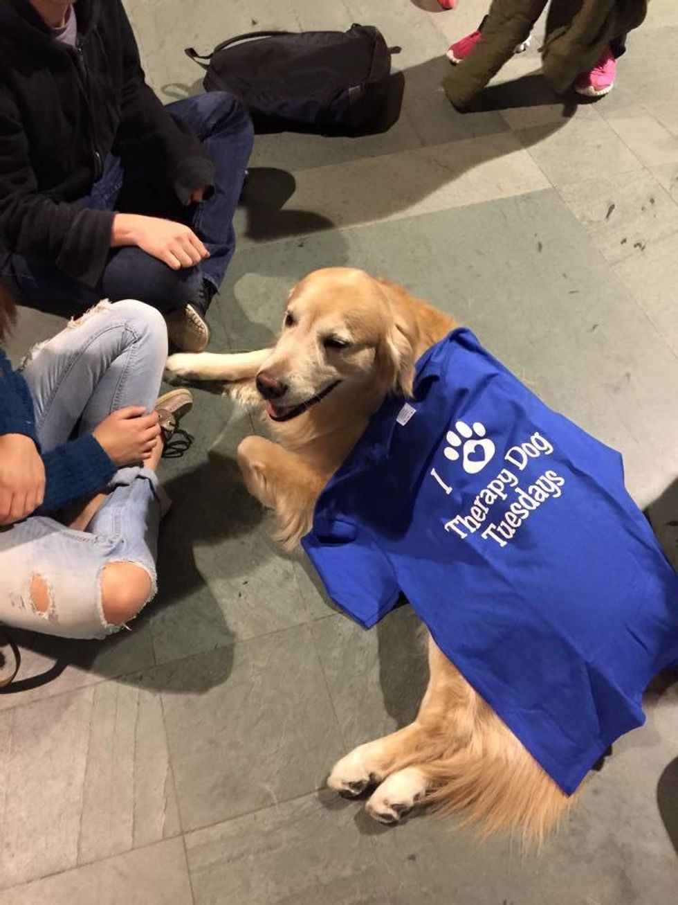 Stressed About Finals? Find A Dog