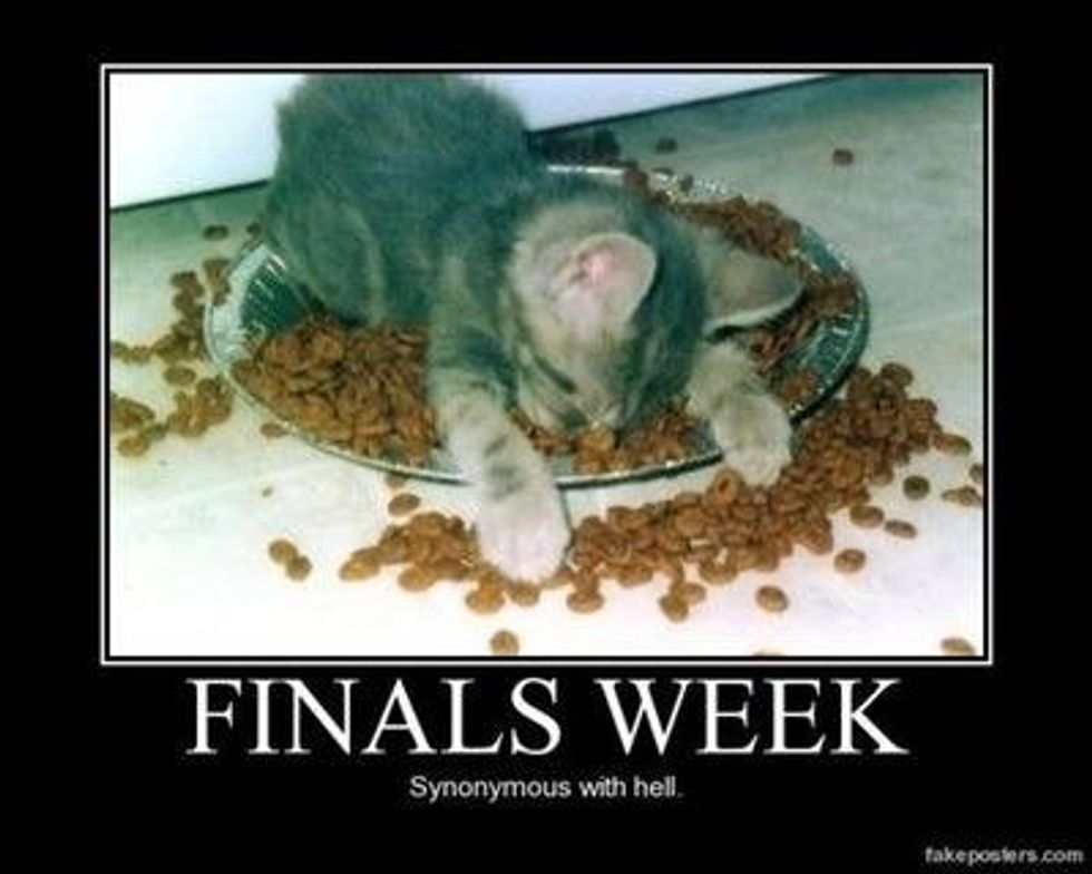 How To Survive Finals Week As Told By Cats