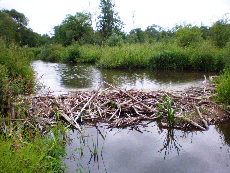 Why A Beaver Dam Is No More Natural Than The Hoover Dam