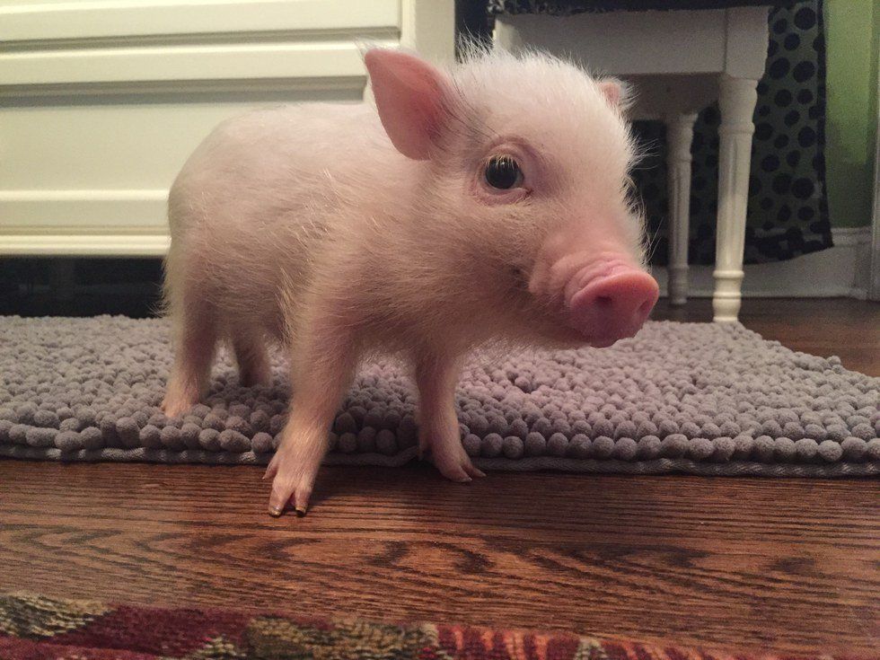 10 Cute Facts About Micro Pigs