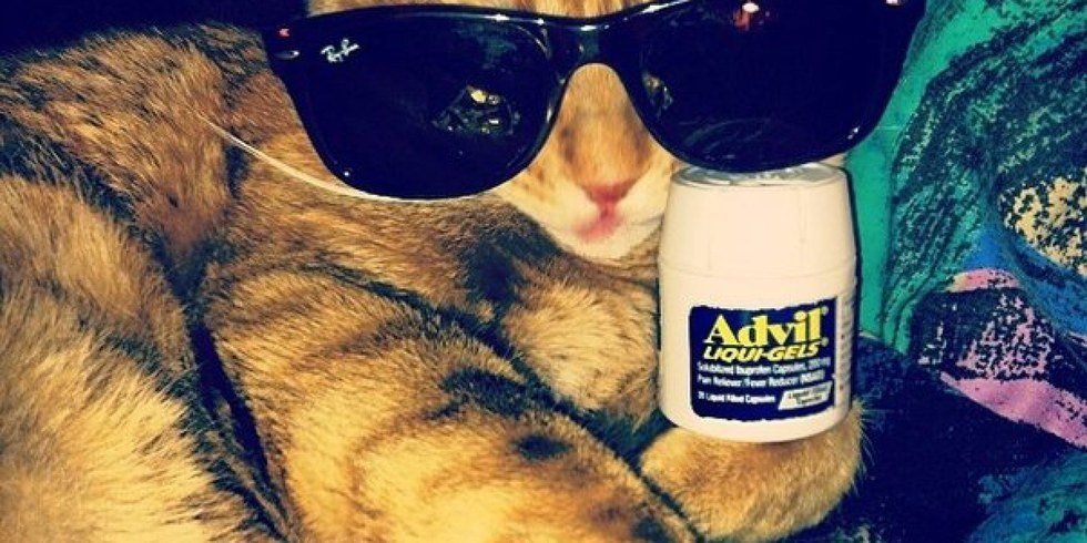 ​7 Things That Happen When You Adopt A Cat In College