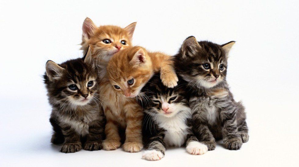 9 Reasons To Own A Cat In College