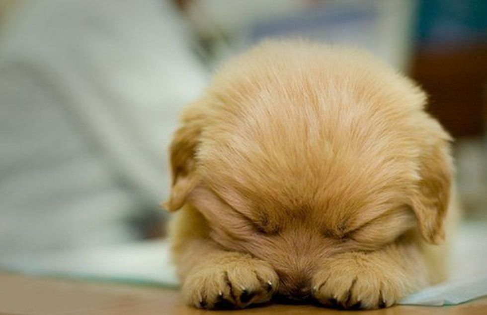 24 Puppies That Will Surely Make You Smile