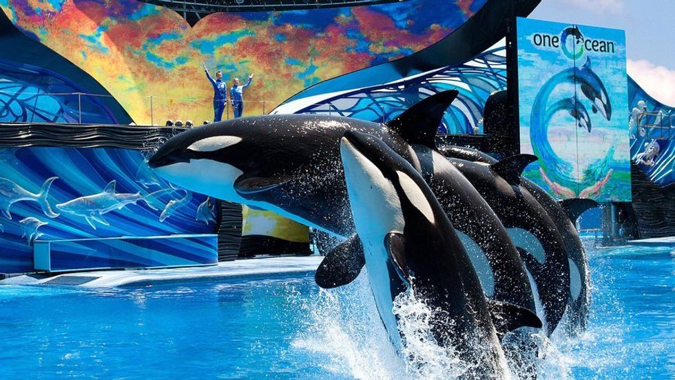 No More Orca Shows At SeaWorld