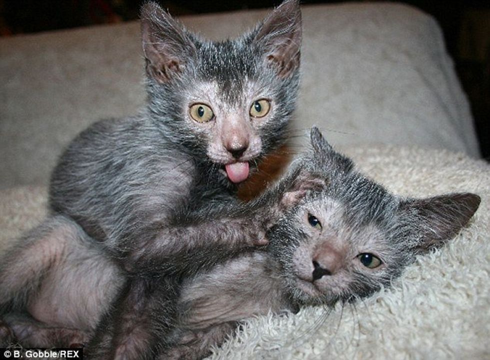 Lykoi: The Werewolf Cat