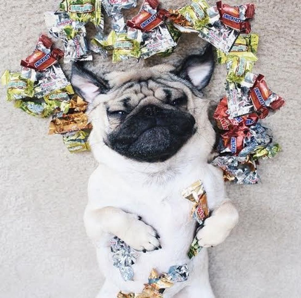 7 Reasons Why Fall Is The Best Season According To Pugs