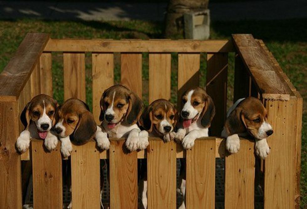 13 Things All Beagle Owners Know To Be True