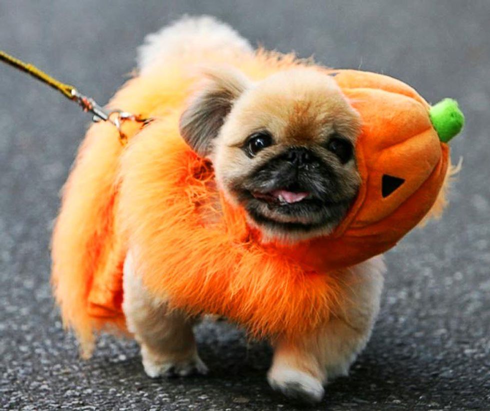 27 Of The Cutest Pet Halloween Costumes