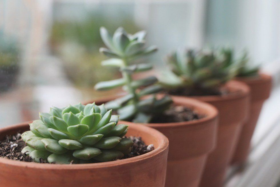 Why Caring for Plants Means Caring for Yourself