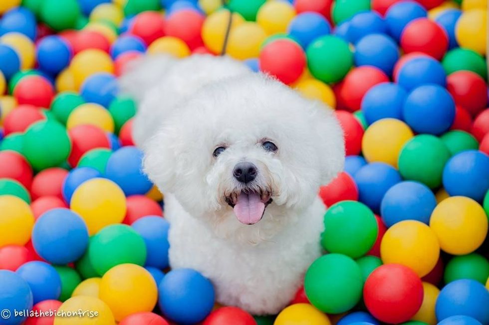 17 Reason The Bichon Frise Is The Best Dog Breed