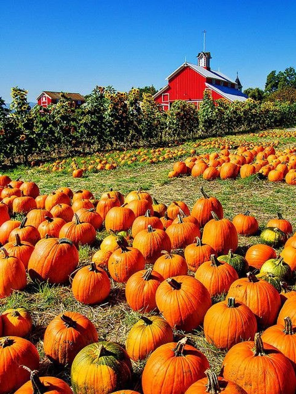 20 Reasons Why I Look Forward to Fall All Year Long