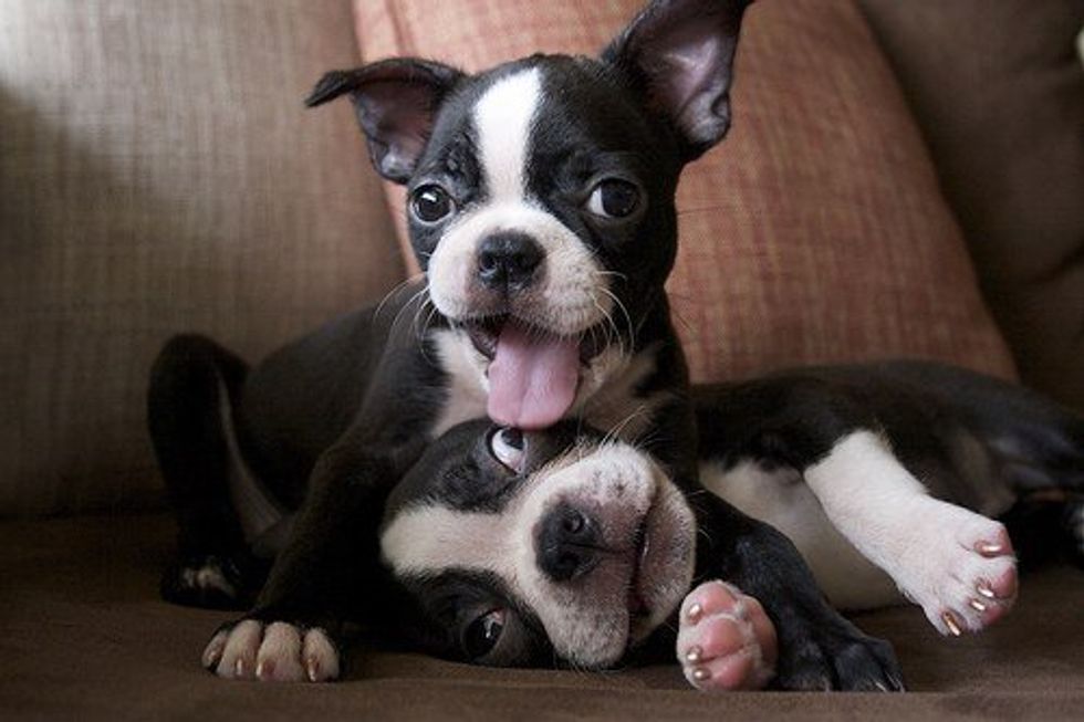 21 Reasons Why Having A Dog Is Better Than Having A Boyfriend