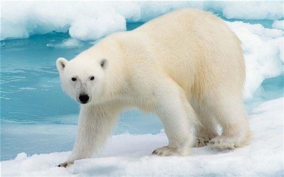 Dear Humanity, A Letter From A Polar Bear