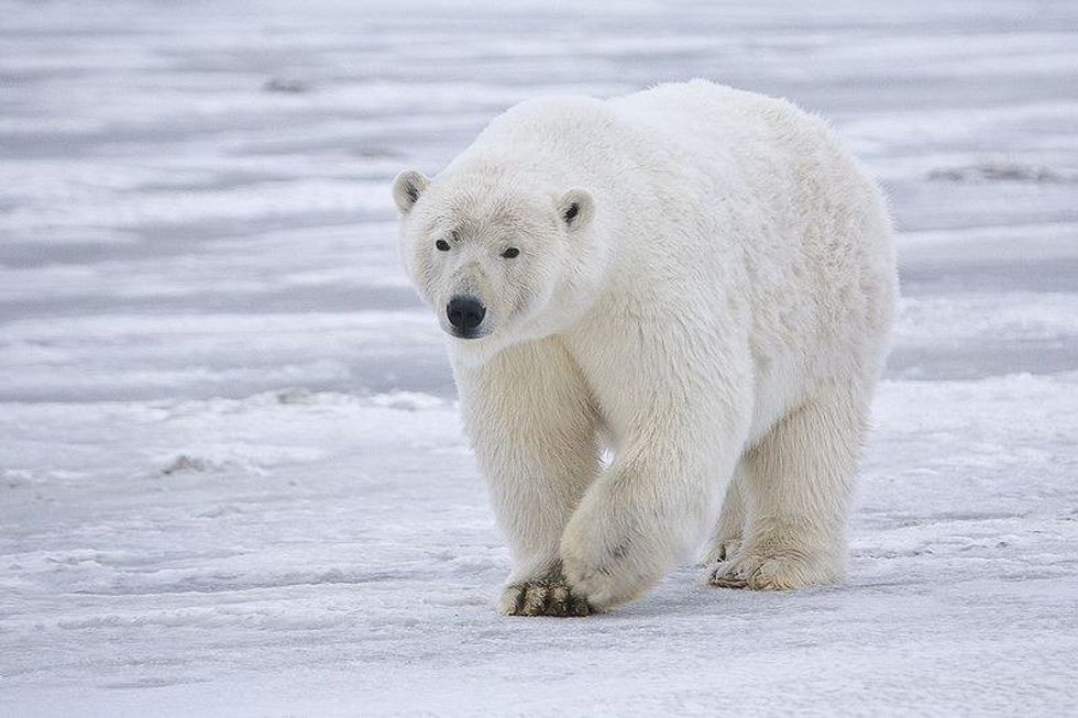 Congress and Lobbyists Are Going to Destroy Polar Bear Genitalia