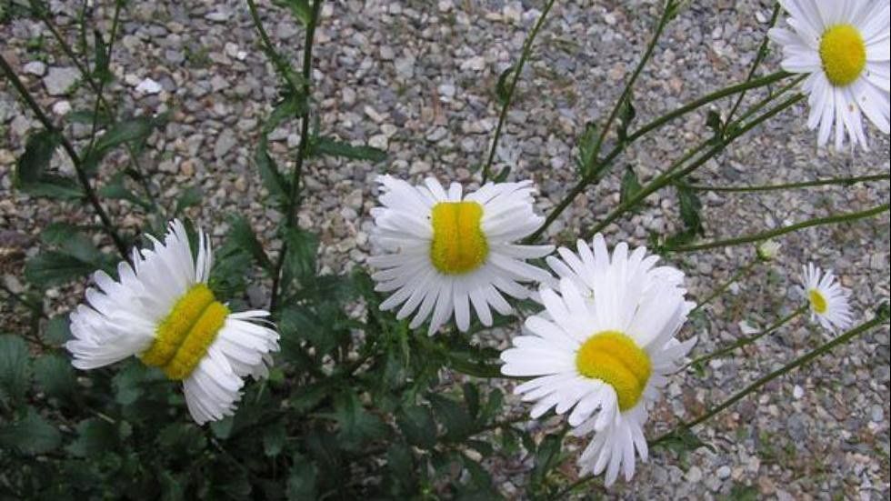 ICYMI: Fukushima 'Mutant' Daisies