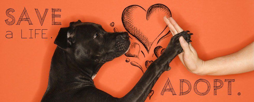 Four Reasons Why You Should Adopt An Animal