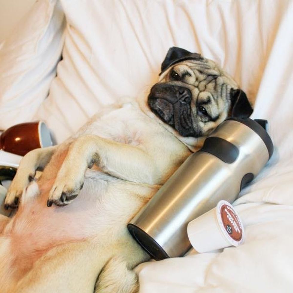 The Work Week Struggle, As Told By Doug The Pug