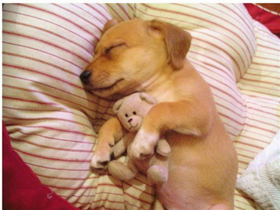 Stages Of Sleep Deprivation As Told By Puppies