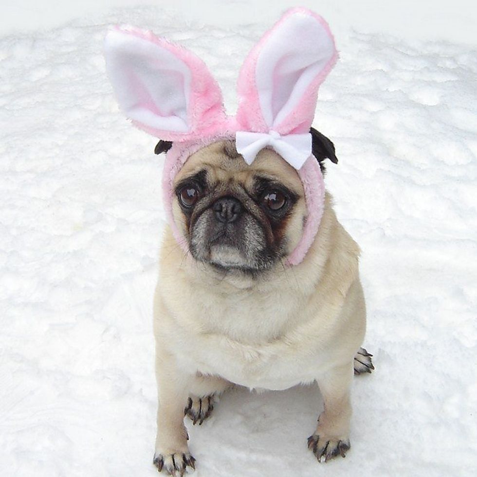 6 Thoughts We Have During Easter, As Told By Pets