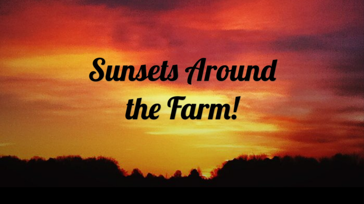 Destress with Sunsets around the Farm