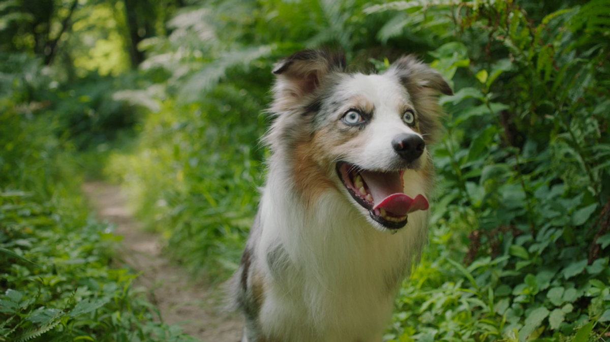 Meet Rumor, The Professional Border Collie