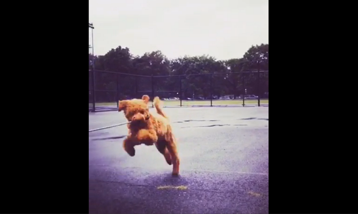 This Goldendoodle Is The Next Gene Kelly