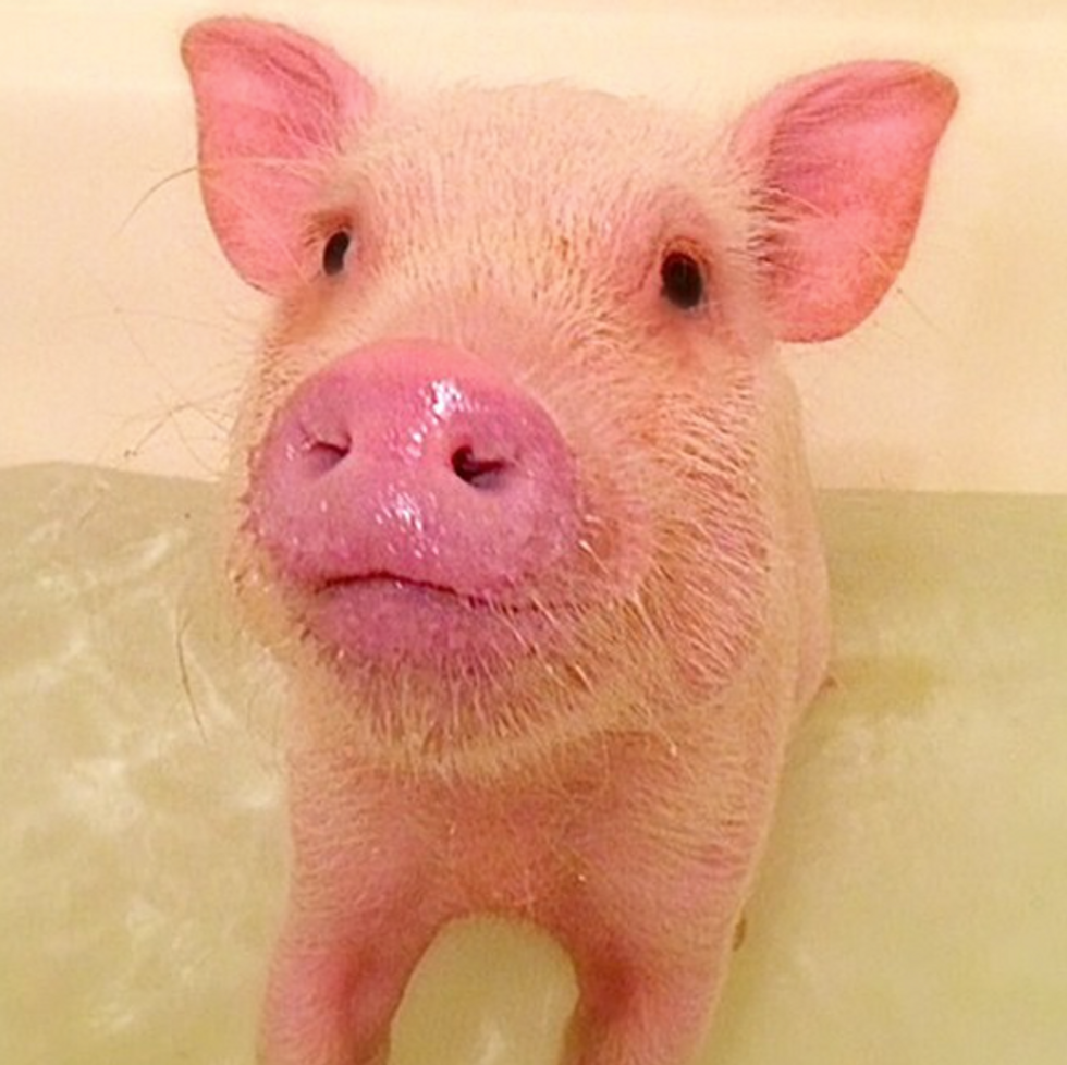 22 Pictures That Will Make You Fall In Love With Micro Pigs