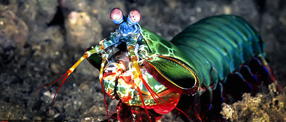 The Peacock Mantis Shrimp: Nature's Badass