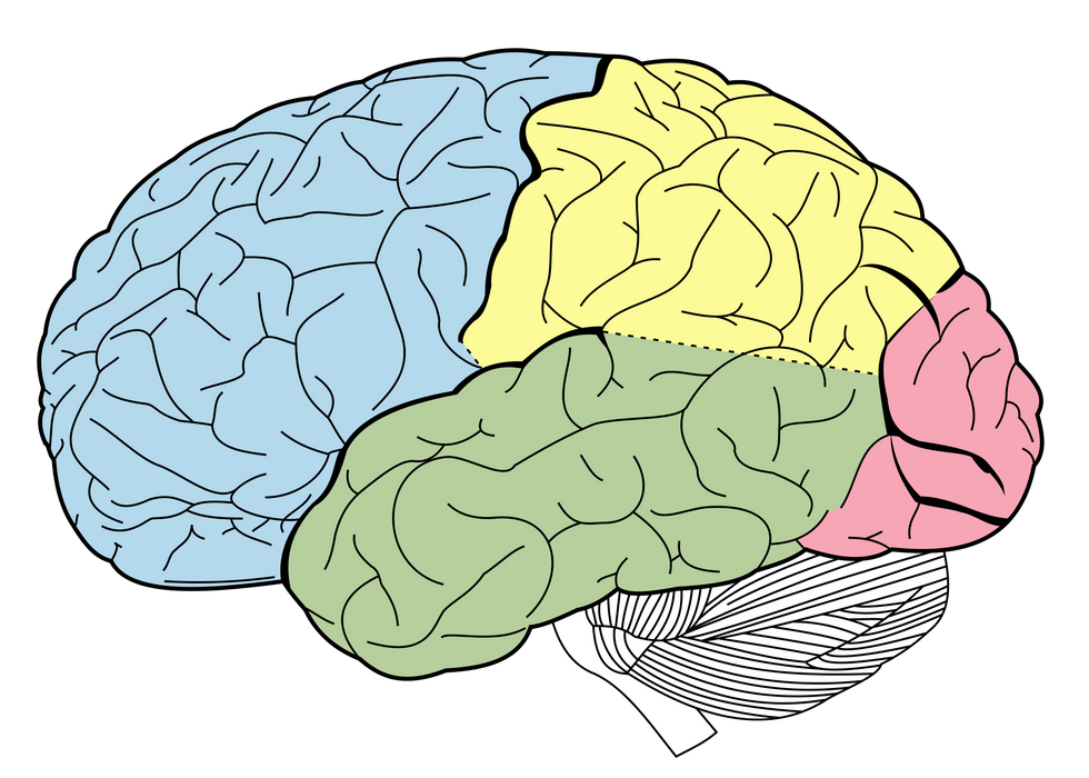 5 Things You Should Know About How The Brain Works