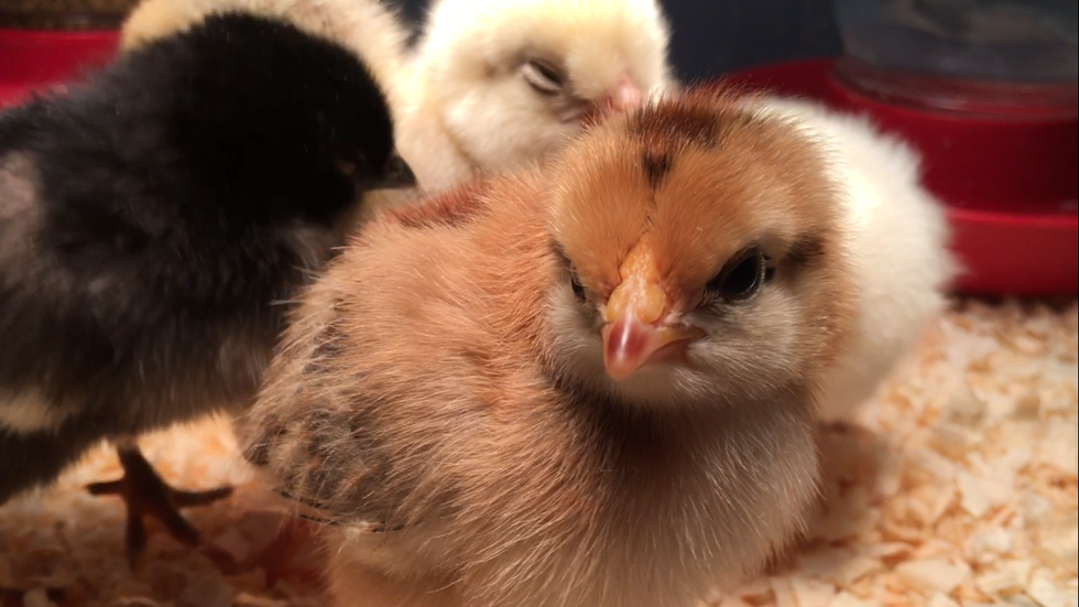 Suburban Long Islanders Learn How To Raise Backyard Chickens