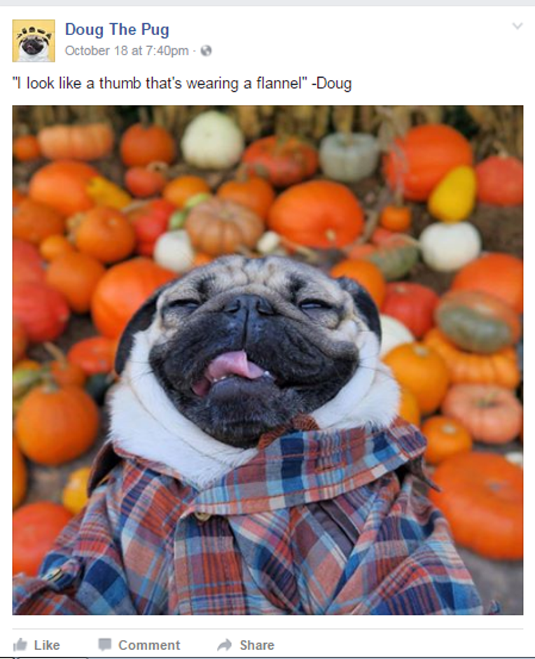 Doug The Pug - “If my sunglasses are on that means don't talk to