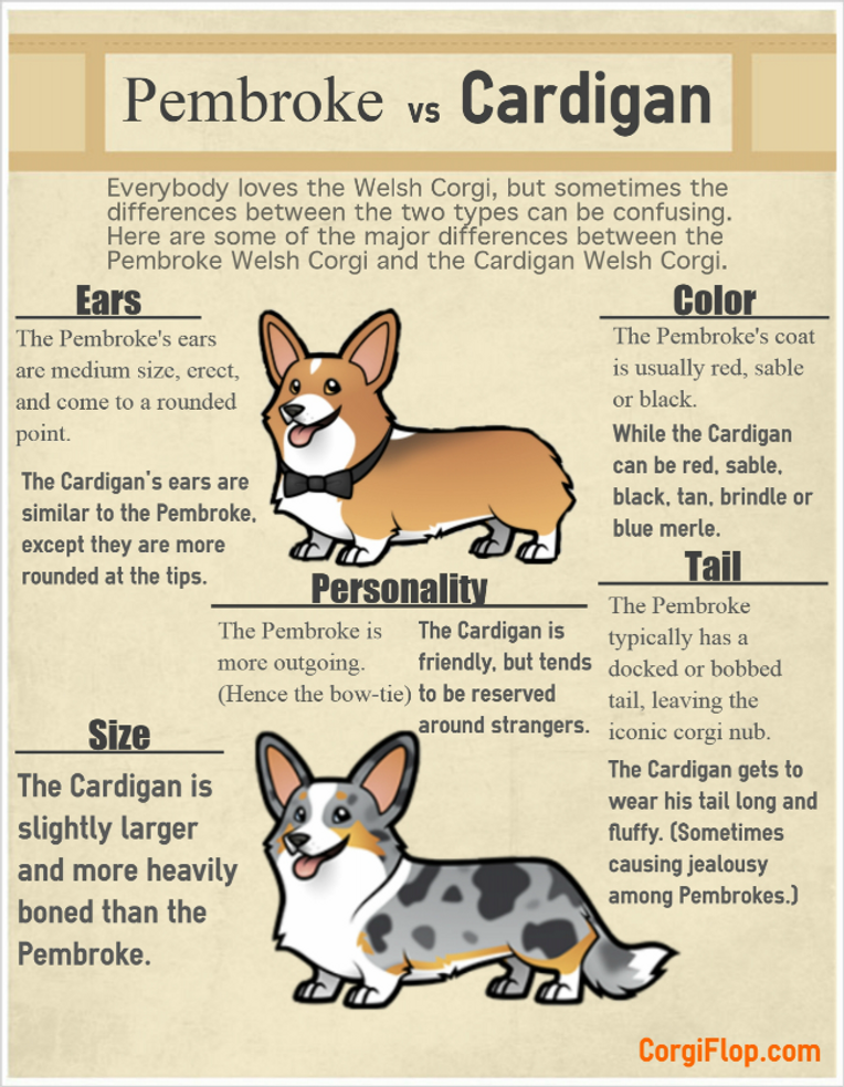 What are corgis bred hot sale for