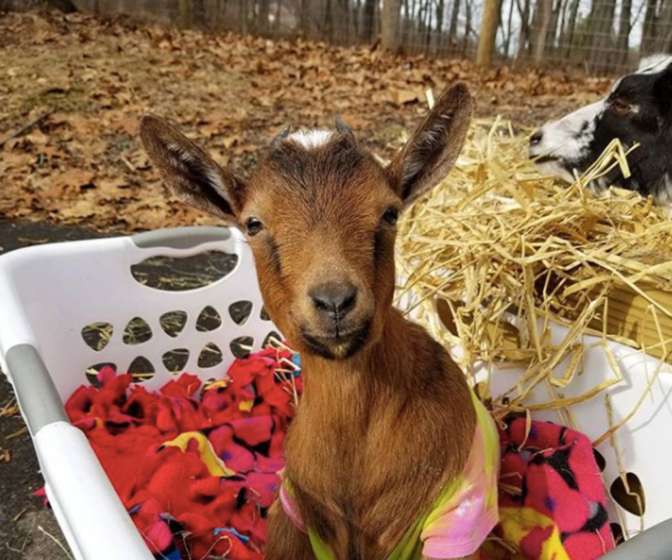 Goats Literally Scream All The Time But I Don't Even Care, They Are Still The Greatest Gift To Mankind