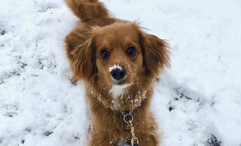 Meet My Dog: Maddox, A Dachshund-Cocker Spaniel Mix Who Lives In Texas