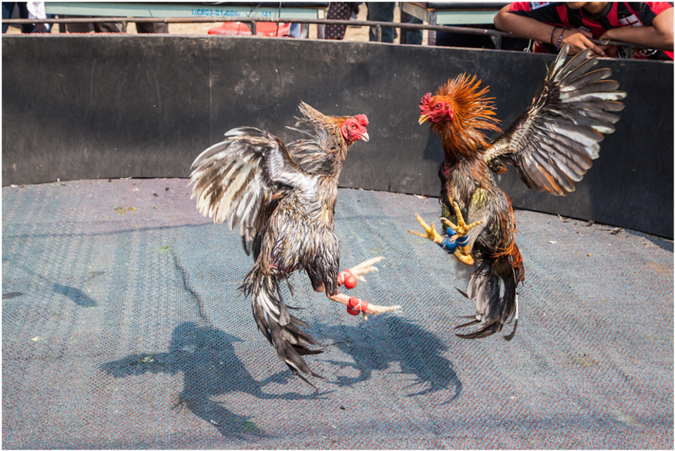 Watch Cockfighting Live An Insight into the Thrilling Tradition