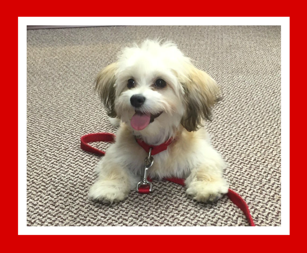 Meet Robert Morris University's Personal Therapy Dog, Violet