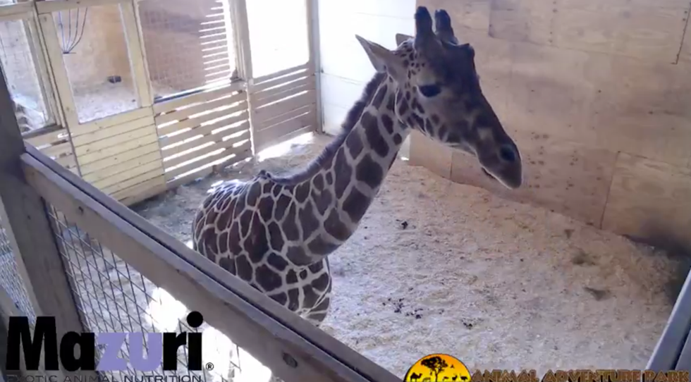 April The Giraffe Probably Has More Views Than You