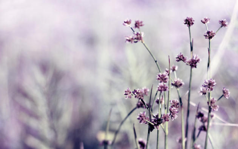 The Lonely Purple Flower in a Patch of Weeds