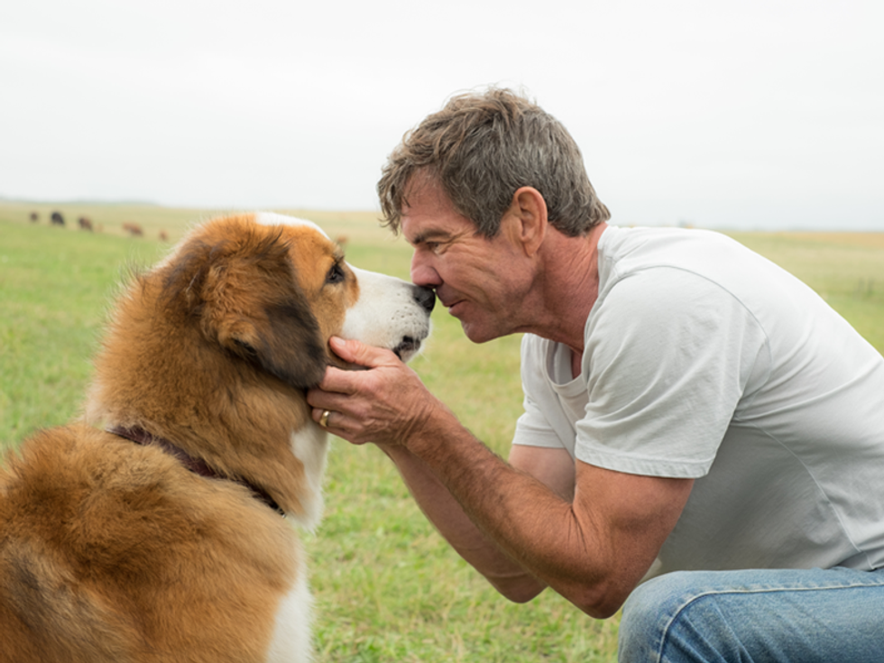 Odyssey Film Review: A Dog's Purpose