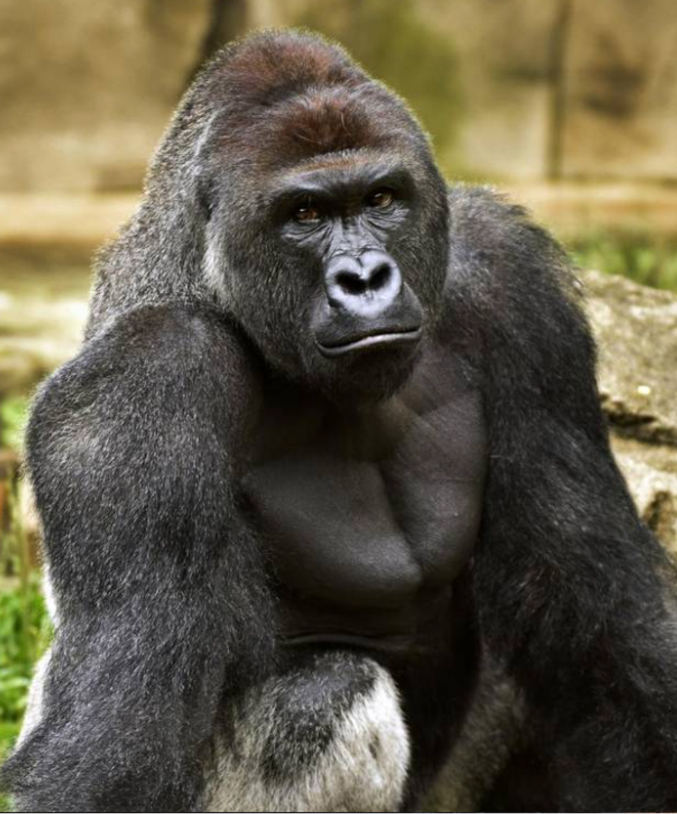 Harambe's Grandmother Passes Away