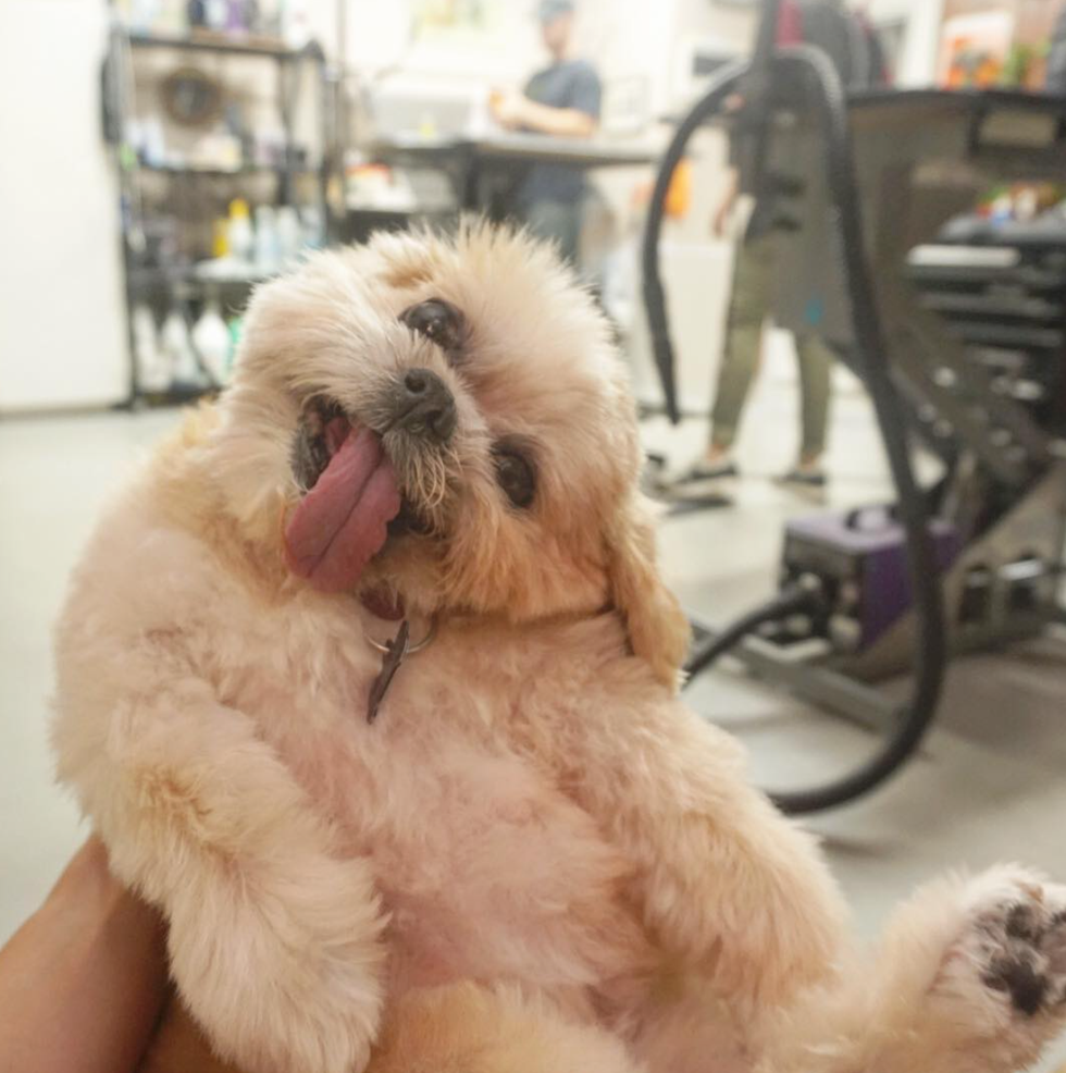 The Cutest Animals To Follow On Instagram